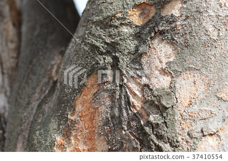 Bark skin 37410554