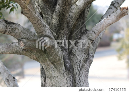 wood  37410555