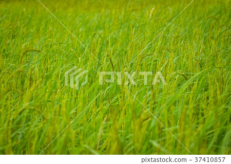 Green rice field in Thailand Pregnant It will soon 37410857