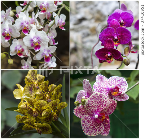 Orchids Orchids 37410951