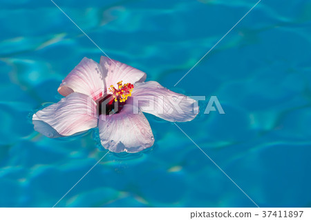 Floating pink hibiscus 37411897