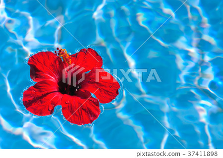 Floating hibiscus Floating hibiscus 37411898