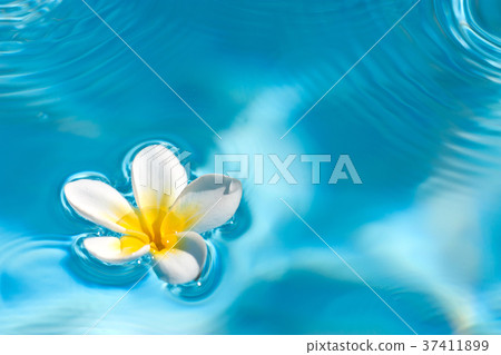 Floating Frangipani 37411899