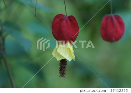 Floating fishing tree aka Tyrolean lamp Flower language "" Good news " Floating fishing tree aka Tyrolean lamp Flower language "" Good news " 37412255