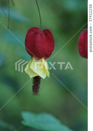 Floating fishing tree aka Tyrolean lamp Flower language "" Good news " Floating fishing tree aka Tyrolean lamp Flower language "" Good news " 37412256