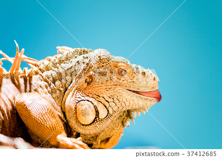 Iguana tongue Iguana tongue 37412685