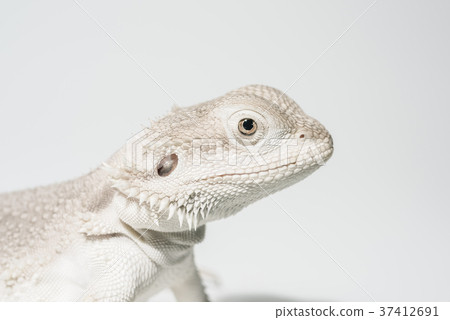 Futurist lizard ZERO 37412691