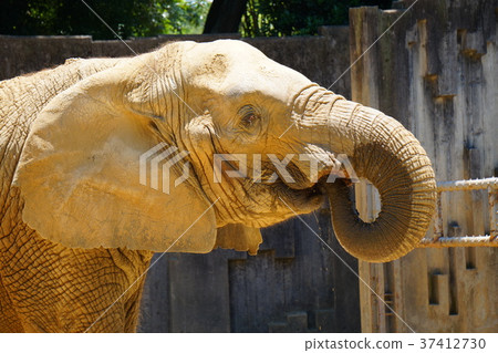 Elephants drinking water 37412730