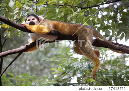 Squirrel monkey resting on a tree 37412731