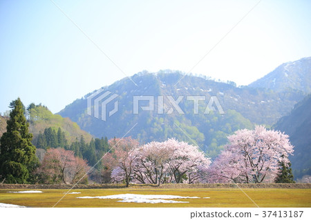 前Kodamagawa小學和初中的櫻花 前Kodamagawa小學和初中的櫻花 37413187
