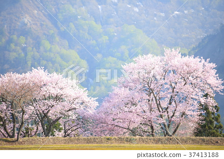前Kodamagawa小學和初中的櫻花 37413188