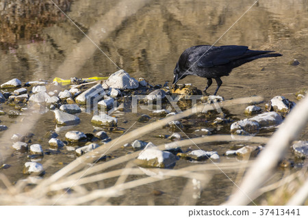 A crow looking for a Kurokawa insect 37413441