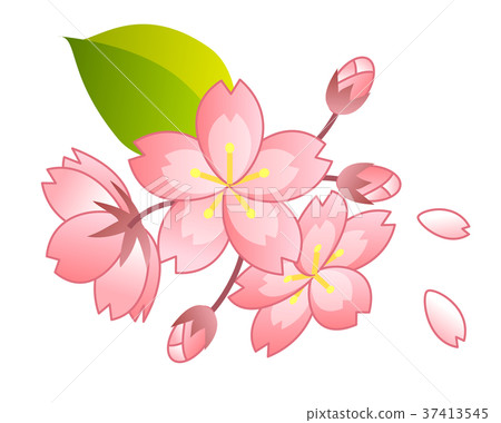 Cherry Blossoms	 37413545