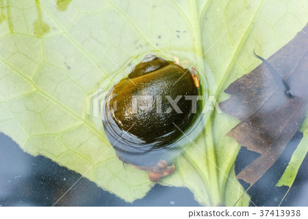 Apple snail at water surface. 37413938