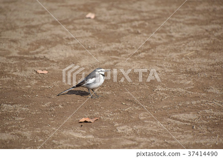 White wagtail (white wagtail) 37414490