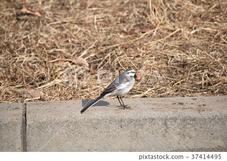 White wagtail (white wagtail) 37414495