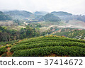 Tea plantation view at morning. 37414672
