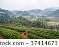 Tea plantation view at morning. 37414673