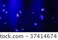 Moon jellyfish swimming in water. 37414674