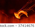 Jellyfish swimming in water. 37414676