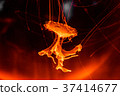 Jellyfish swimming in water. 37414677