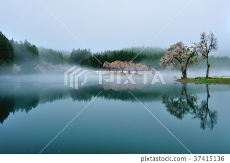 櫻花和剩下的雪 37415136