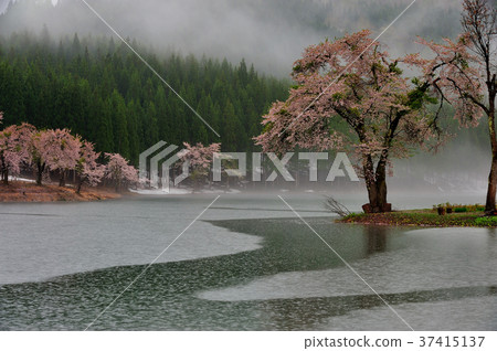 櫻花的核心 37415137