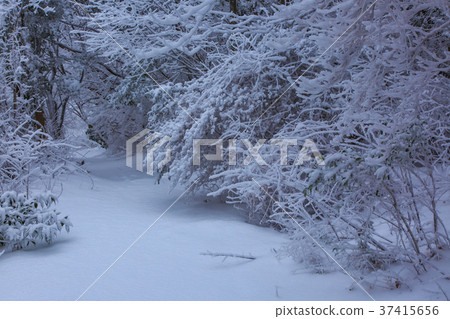 雲仙山山脈足跡雪場面 雲仙山山脈足跡雪場面 37415656
