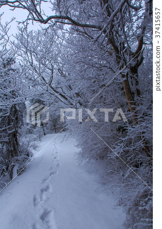 雲仙山山脈足跡雪場面 37415657