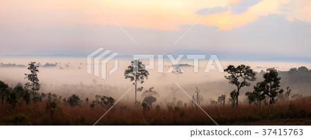 Panorama Landscape fog in morning sunrise Panorama Landscape fog in morning sunrise 37415763