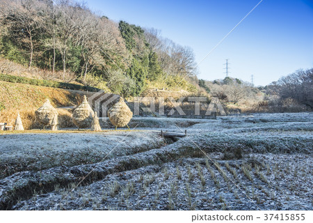 Warabichi Warabichi 37415855