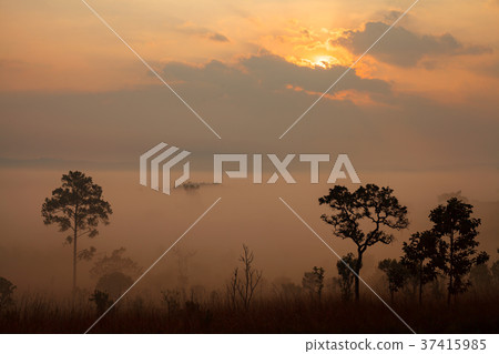 Landscape fog in morning sunrise at Thung Salang 37415985