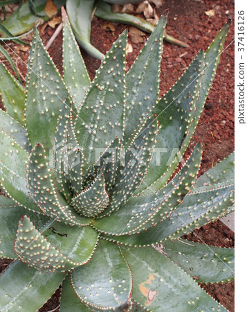 South Izu Aloe Center 37416126