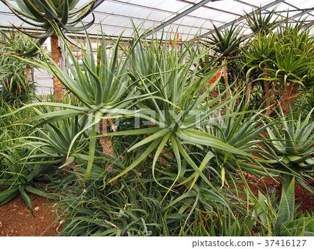 South Izu Aloe Center 37416127