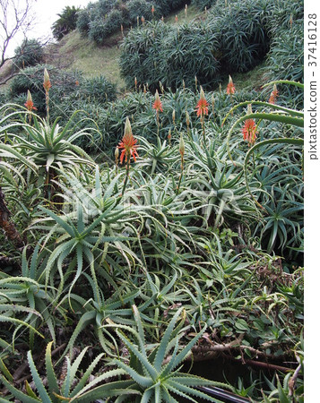 South Izu Aloe Center 37416128