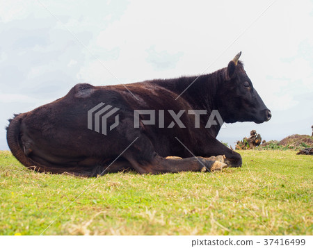 Ishigaki beef 37416499