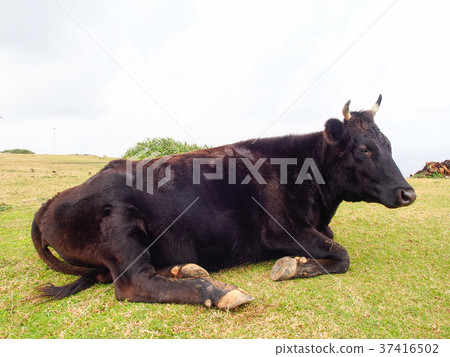 石垣牛肉 37416502