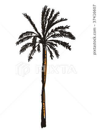 Palm tree hand drawn icon 37416607