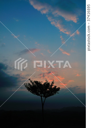 粉紅色的雲 粉紅色的雲 37416895