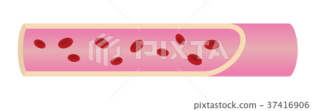 正常健康動脈（血管） 37416906