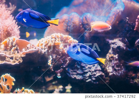 Blue Tang Fish Paracanthurus Hepatus Swimming In Blue Tang Fish Paracanthurus Hepatus Swimming In 37417292