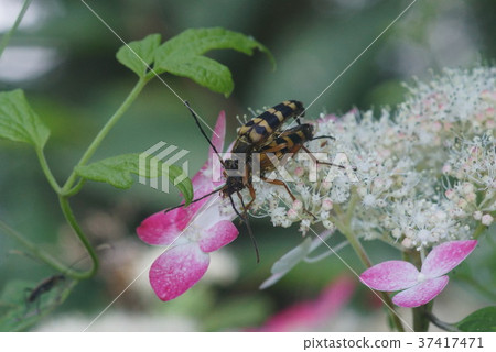 一種黃尾的長角牛甲蟲，配合山繡球花 37417471