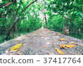 Path in Mangrove forest for background 37417764