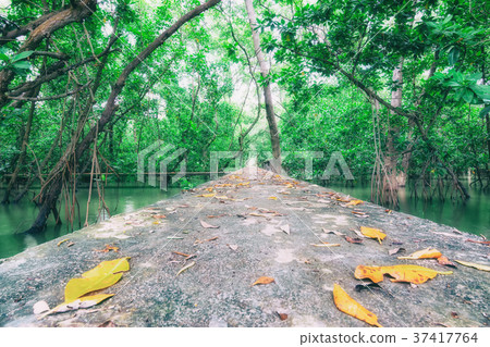 Path in Mangrove forest for background 37417764