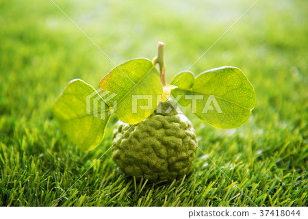 Organic kaffir lime on green lawn 37418044