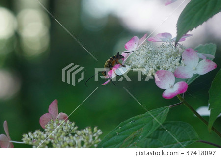 黃色和白色香蒲到山繡球花 37418097
