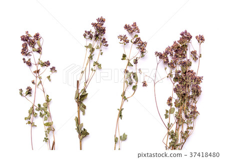 Flat lay dry branches of heather on a white background. Calluna vulgaris view from above Flat lay dry branches of heather on a white background. Calluna vulgaris view from above 37418480