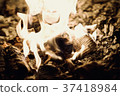 flame  37418984
