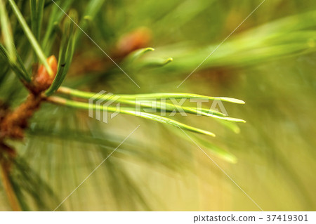 The Scots pine, closeup of the needles 37419301