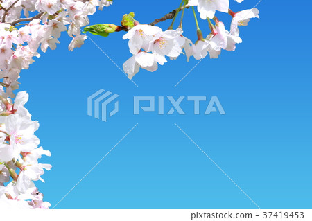 Material of cherry blossoms _ spring 37419453